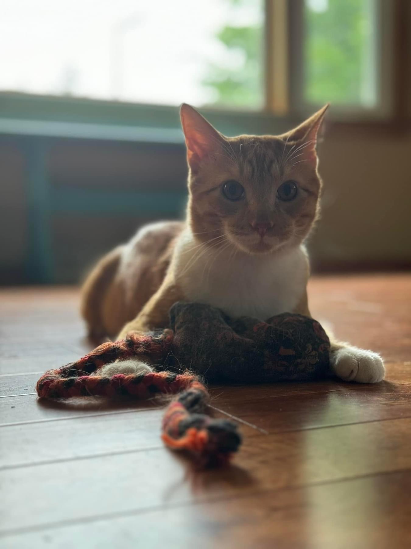 Enlarge Ezra, a Adoptable Domestic Short Hair in Whitewater , WI image 4/5