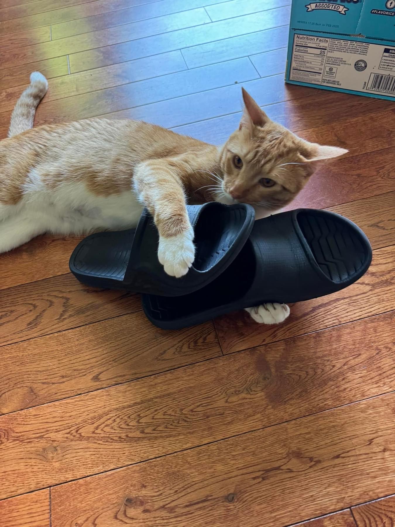 Enlarge Ezra, a Adoptable Domestic Short Hair in Whitewater , WI image 5/5