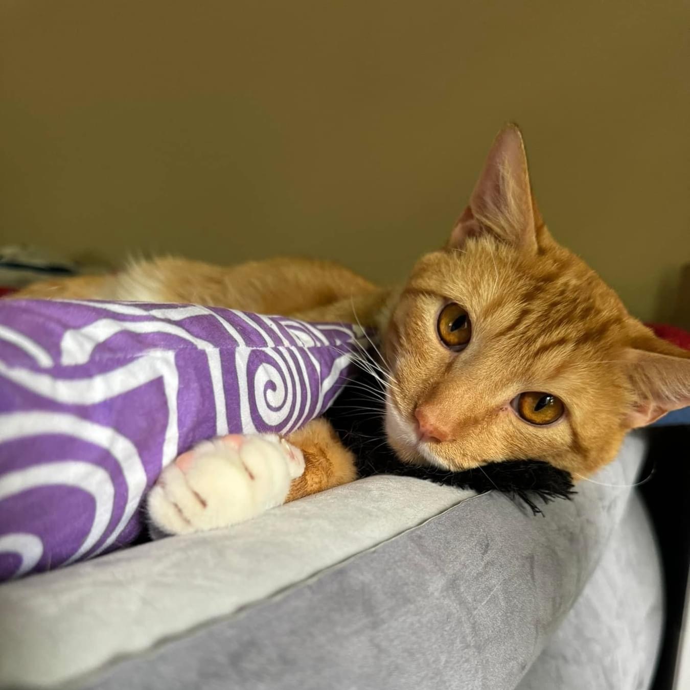 Enlarge Ezra, a Adoptable Domestic Short Hair in Whitewater , WI image 2/5