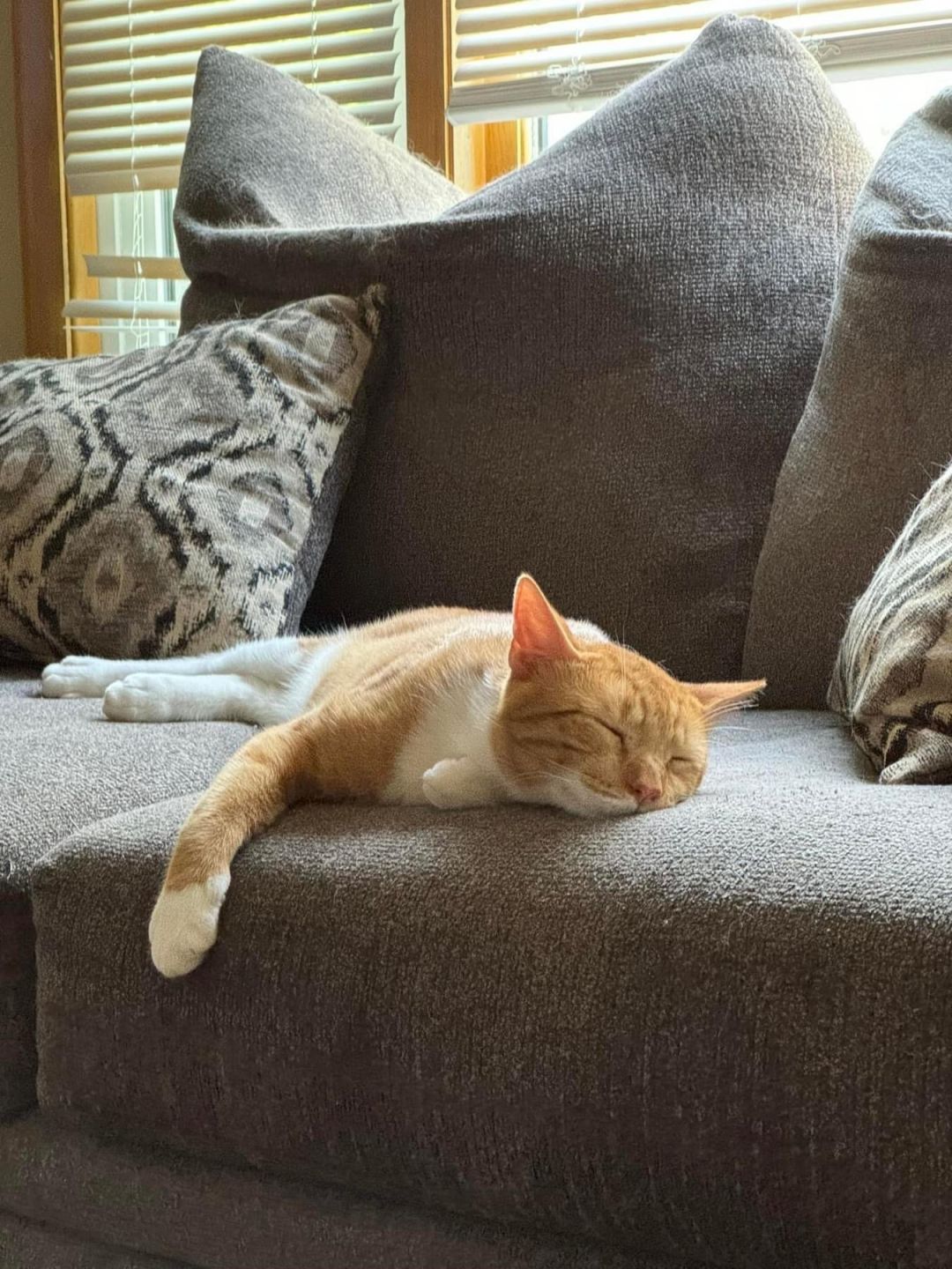 Enlarge Ezra, a Adoptable Domestic Short Hair in Whitewater , WI image 3/5