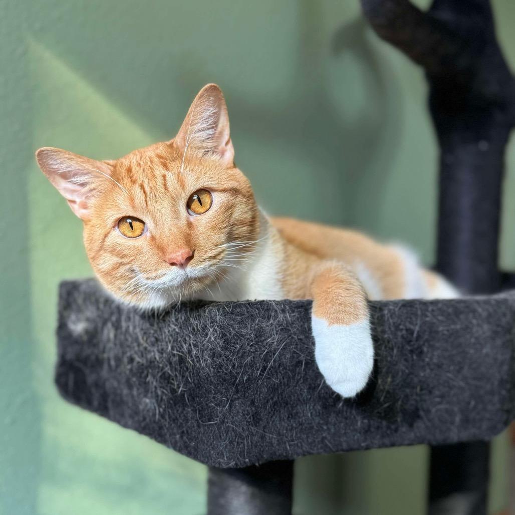 Ezra, Adoptable, Adult Male Domestic Short Hair.