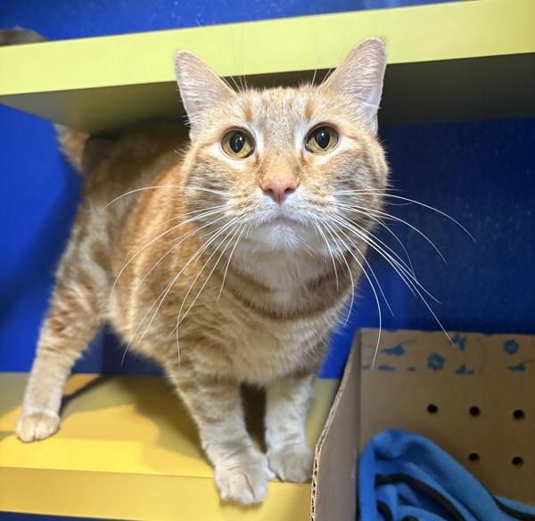 Enlarge Janis, a Adoptable mixed breed in Sioux City, IA image 1/1