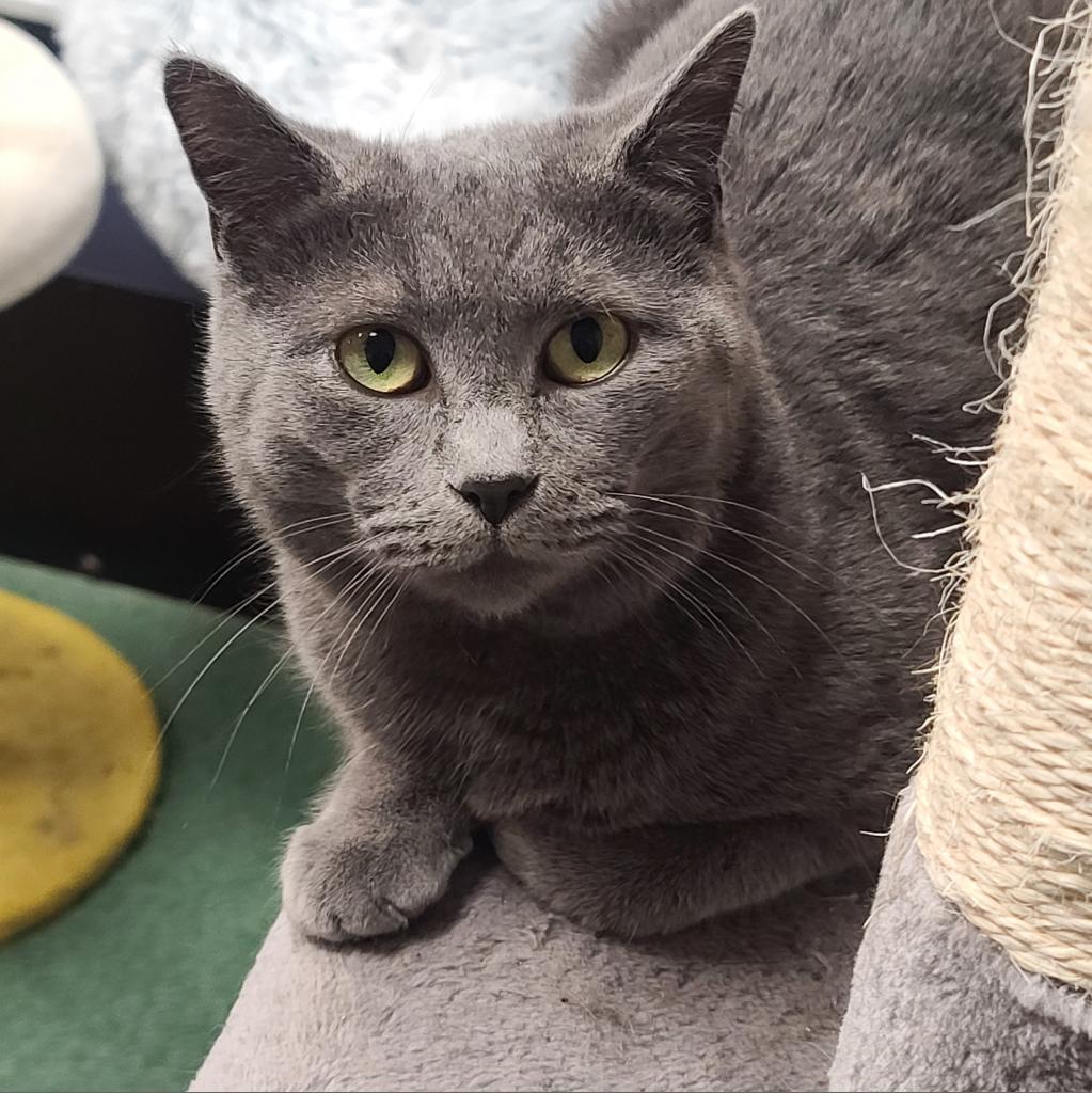 Enlarge Wednesday, a Adoptable mixed breed in Lindenwold, NJ image 1/4