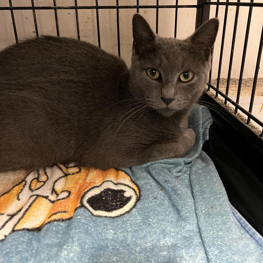 Enlarge Wednesday, a Adoptable mixed breed in Lindenwold, NJ image 2/4