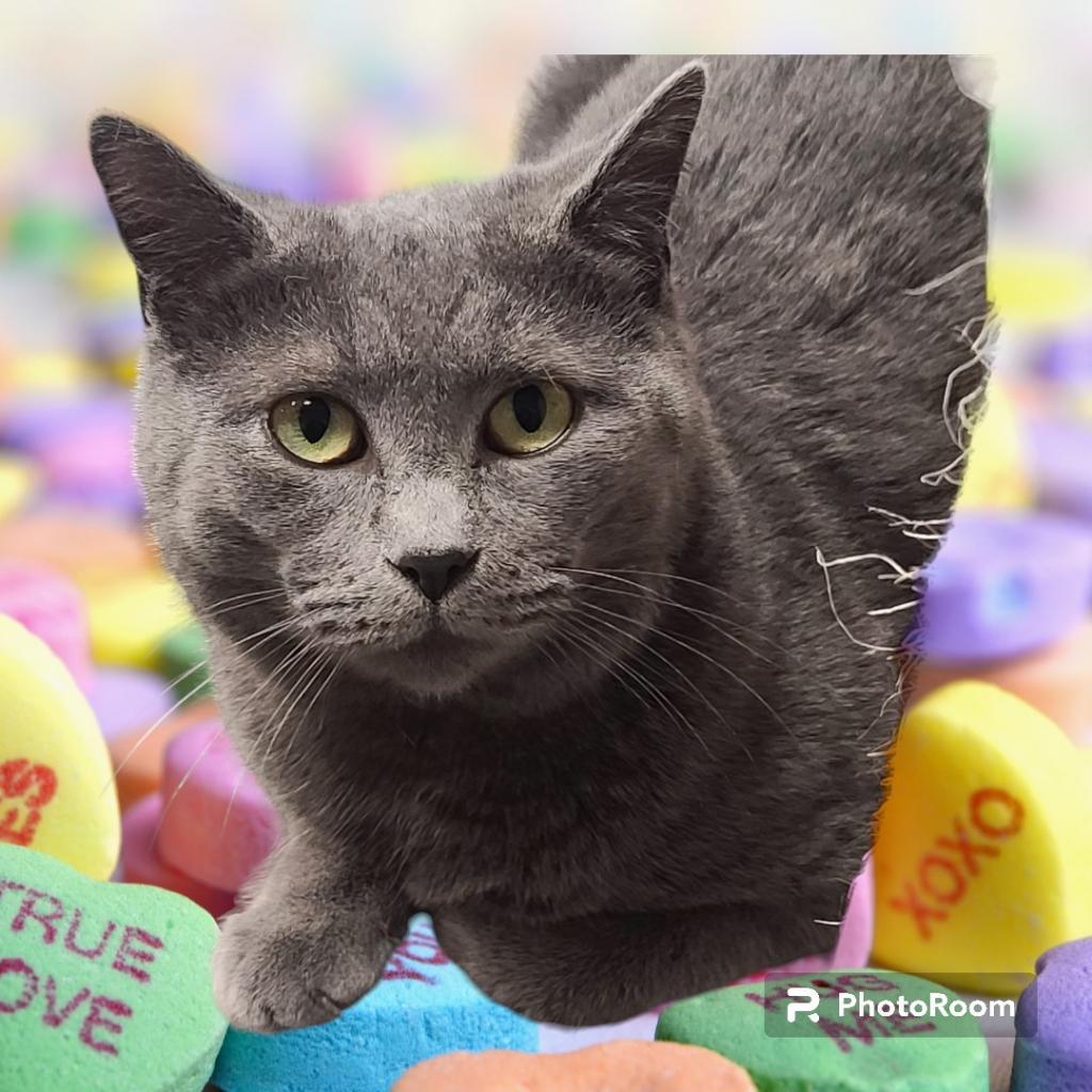 Enlarge Wednesday, a Adoptable mixed breed in Lindenwold, NJ image 3/4