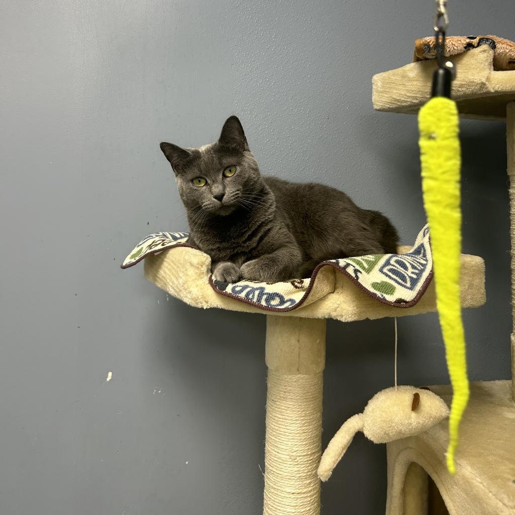 Enlarge Wednesday, a Adoptable mixed breed in Lindenwold, NJ image 4/4