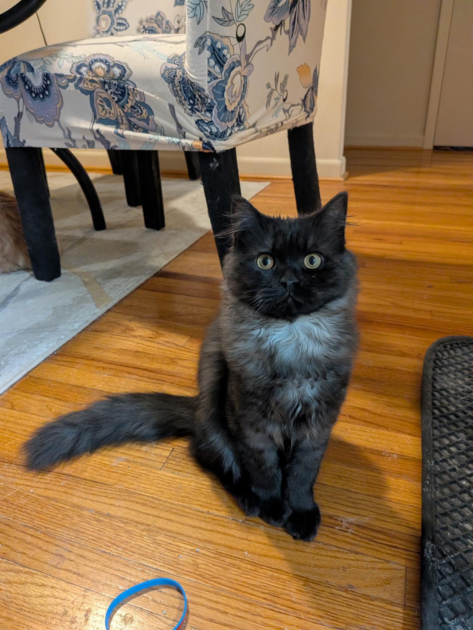 Enlarge scooter, a Adoptable Persian in Asbury Park, NJ image 1/2