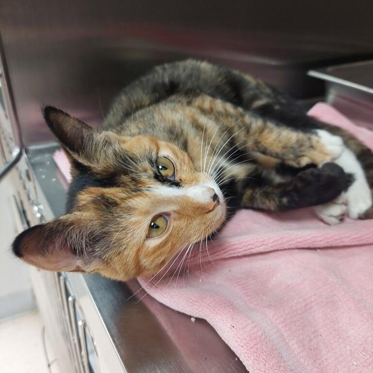 Enlarge Shakera, a ADOPTABLE Domestic Short Hair in Bonita Springs, FL image 1/4