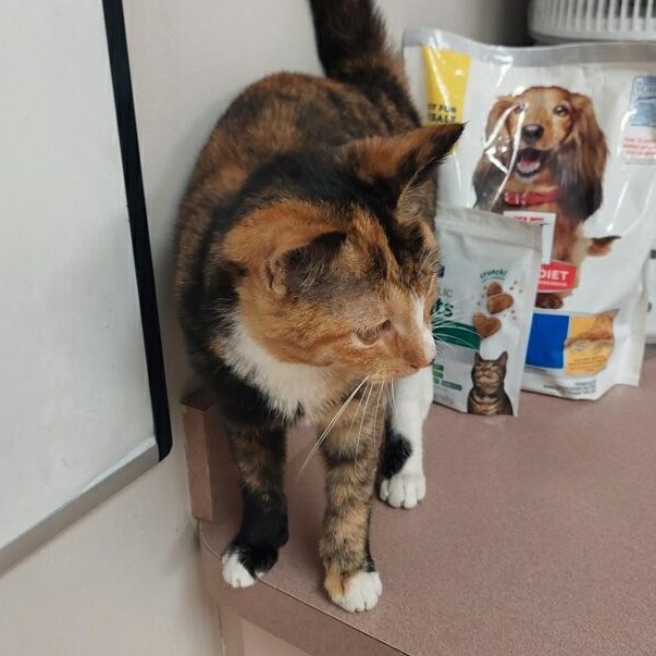 Enlarge Shakera, a ADOPTABLE Domestic Short Hair in Bonita Springs, FL image 3/4