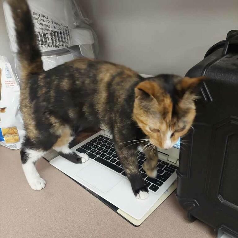 Enlarge Shakera, a ADOPTABLE Domestic Short Hair in Bonita Springs, FL image 2/4