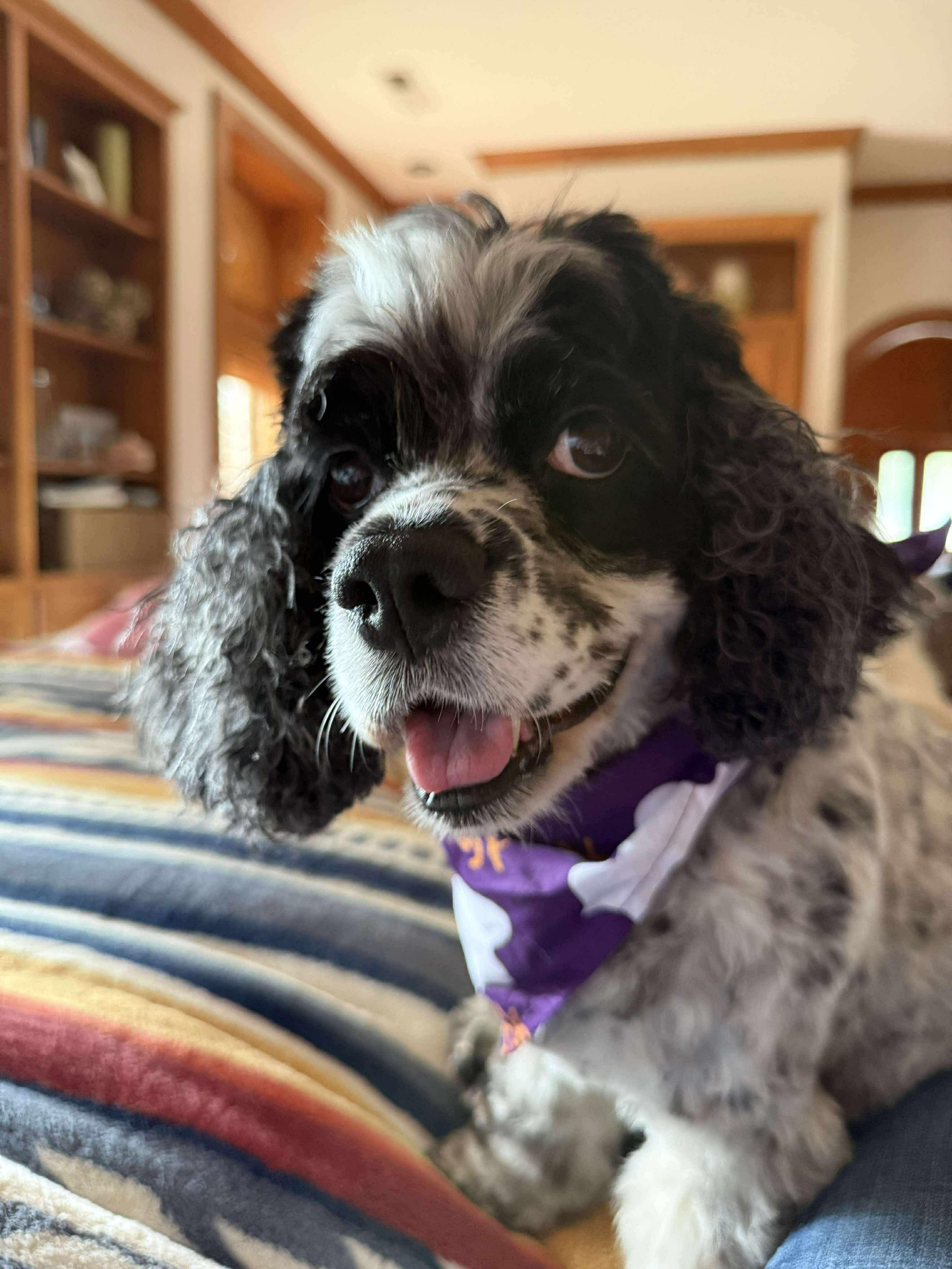 Delta in NH! Come Meet our Adoptable Dogs Wednesday-Saturday. More info in Bio!