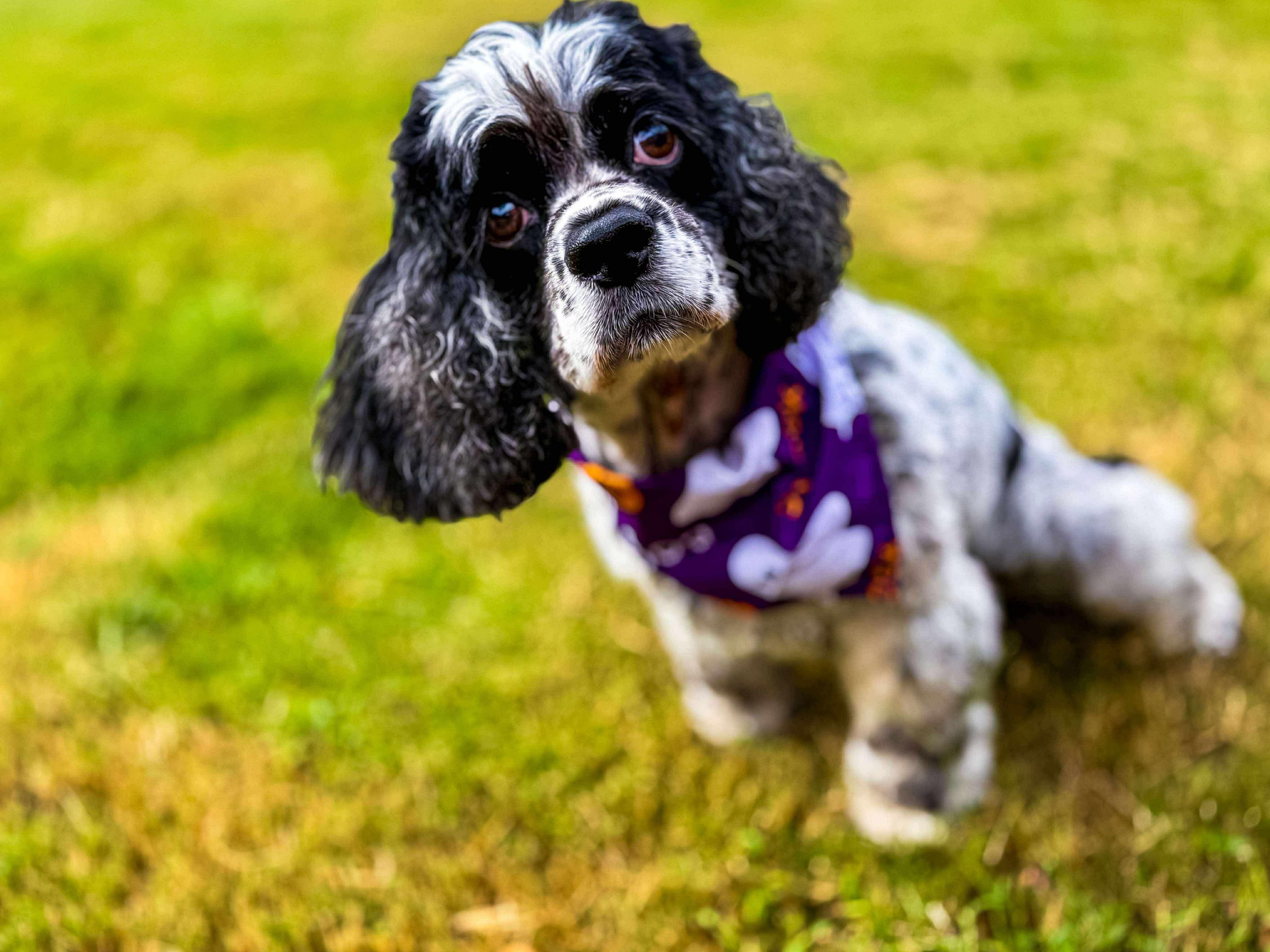 Delta in NH! Come Meet our Adoptable Dogs Wednesday-Saturday. More info in Bio!