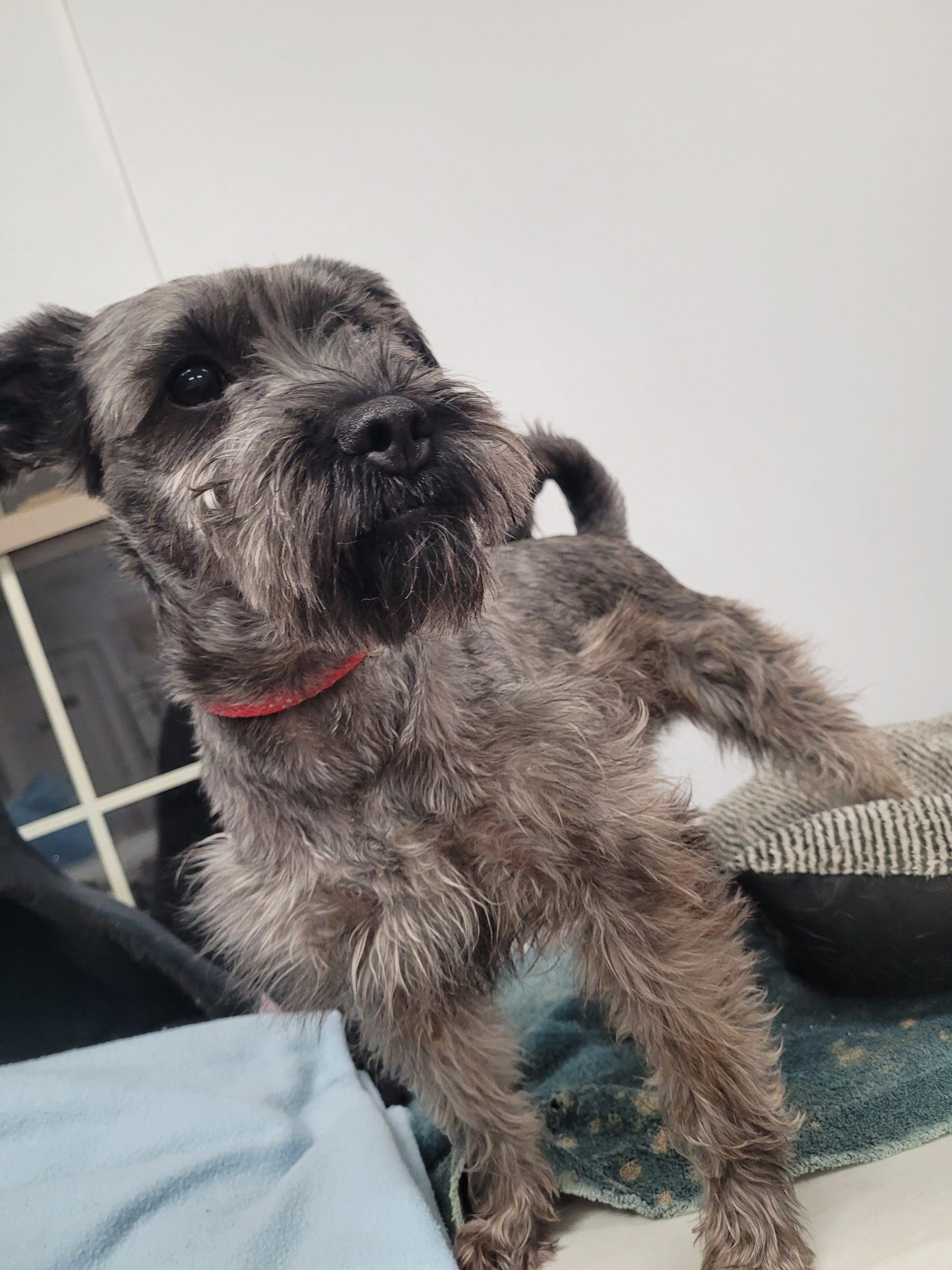 Duke 5694 D, Adoptable, Adult Male Miniature Schnauzer & Mixed Breed.