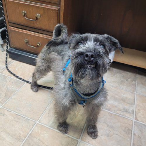 Enlarge Duke 5694 D, a Adoptable mixed breed in Frankfort, KY image 2/6