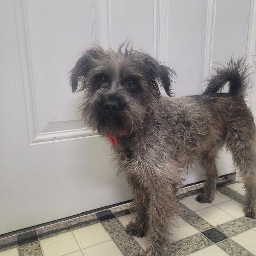 Enlarge Duke 5694 D, a Adoptable mixed breed in Frankfort, KY image 3/6