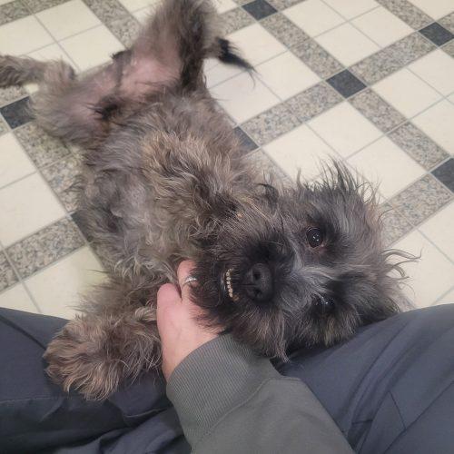 Enlarge Duke 5694 D, a Adoptable mixed breed in Frankfort, KY image 4/6