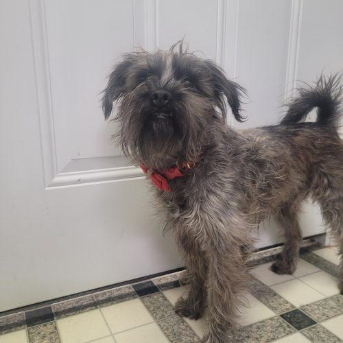 Enlarge Duke 5694 D, a Adoptable mixed breed in Frankfort, KY image 5/6