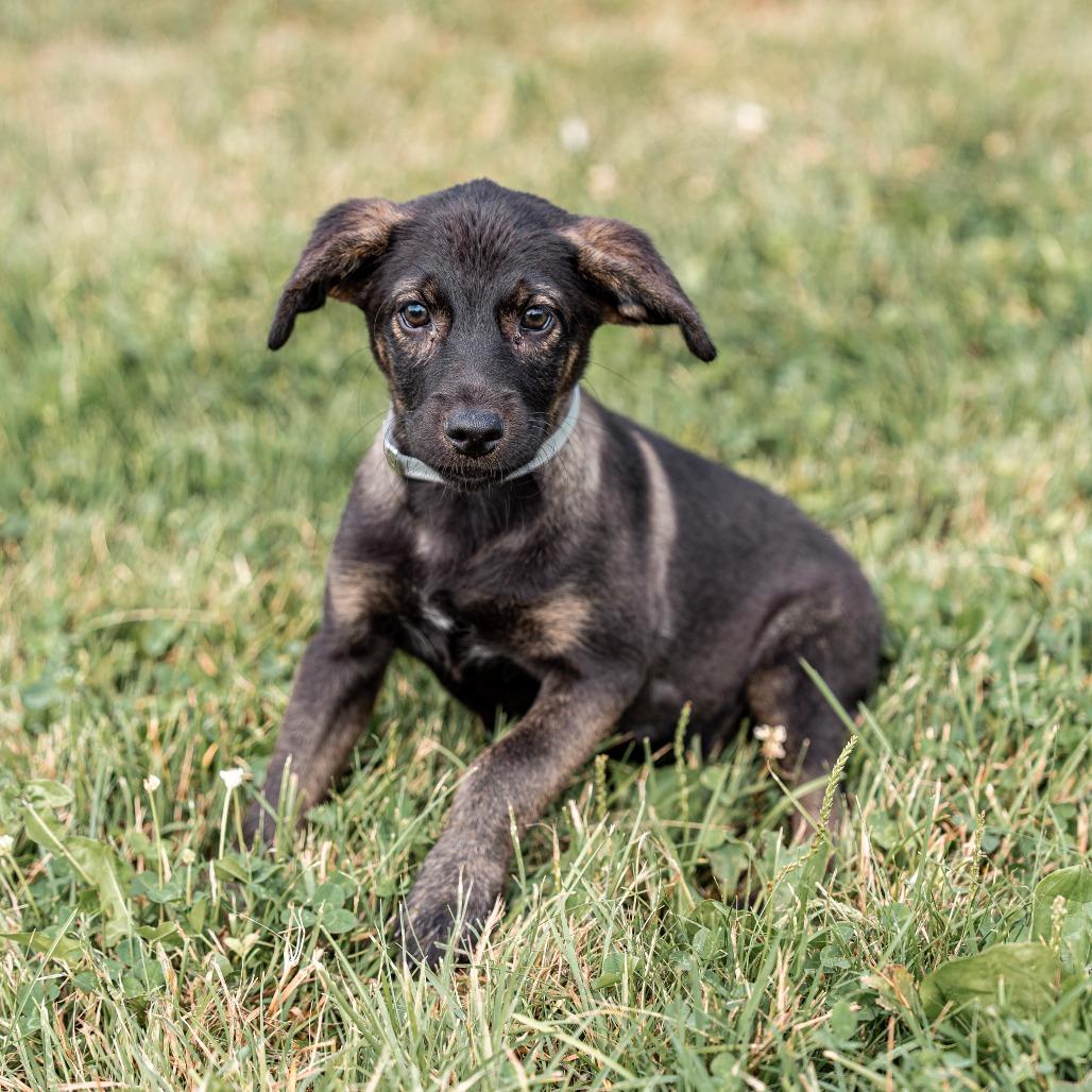 Apricot, Adoptable, Puppy Female German Shepherd Dog & Mixed Breed.