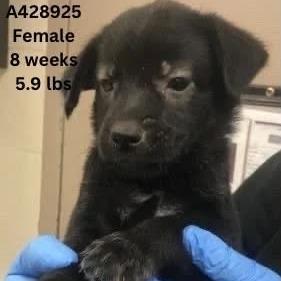 Apricot, a Adoptable mixed breed in Tomah, WI image 2/5