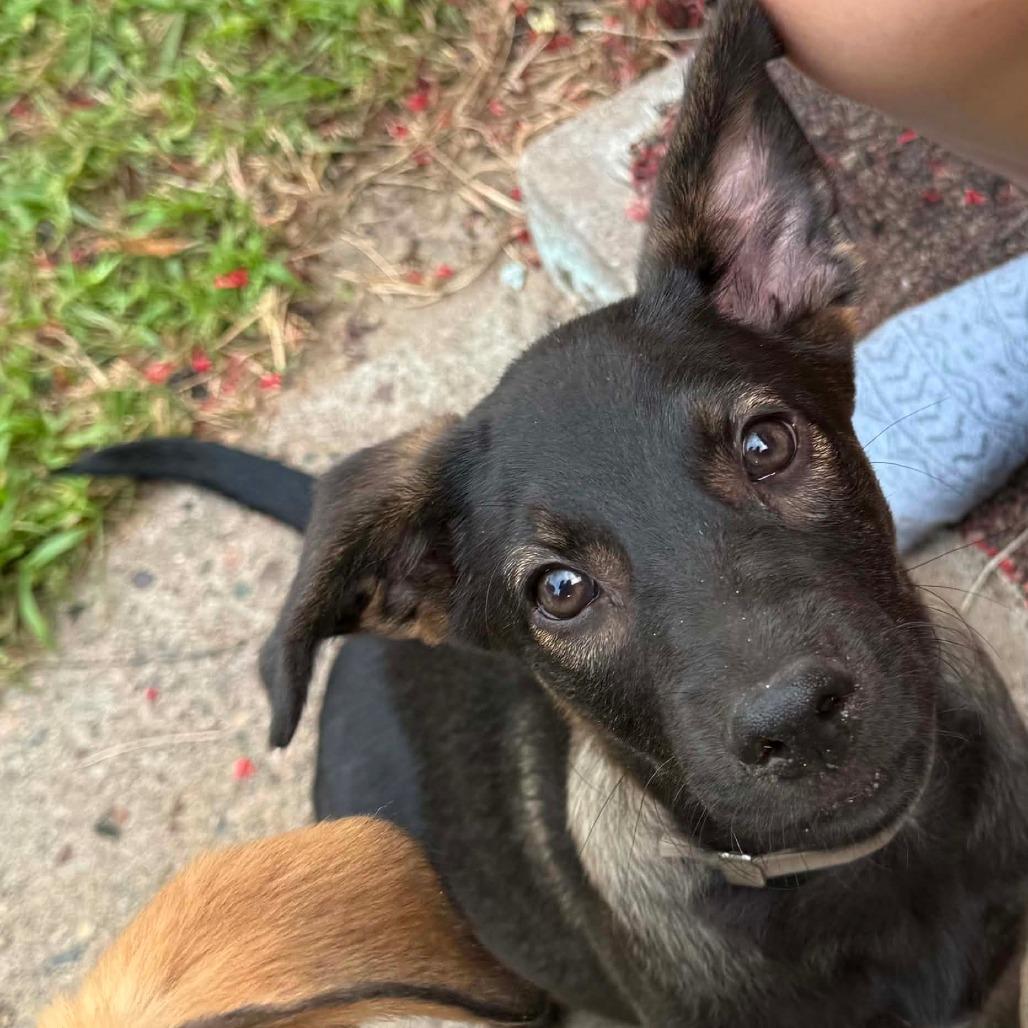 Apricot, a Adoptable mixed breed in Tomah, WI image 3/5