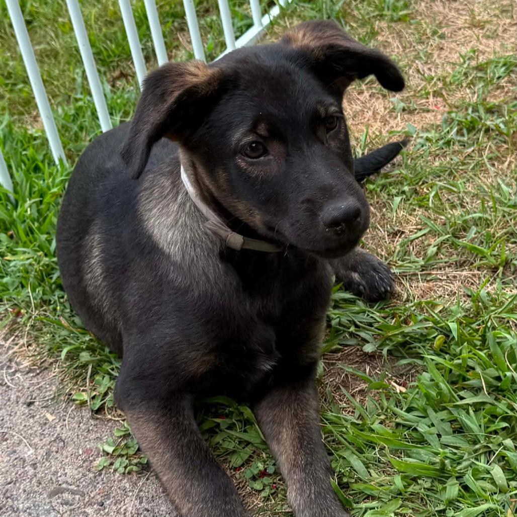 Apricot, a Adoptable mixed breed in Tomah, WI image 4/5