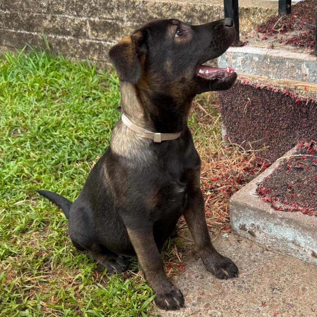 Apricot, a Adoptable mixed breed in Tomah, WI image 5/5