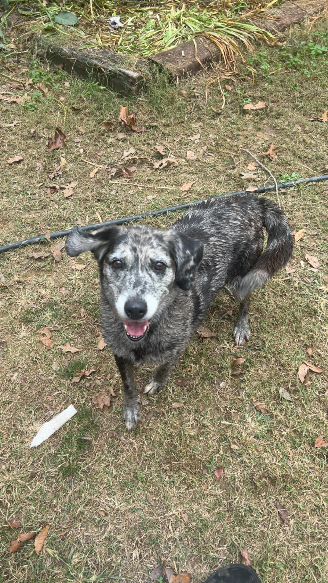 Izzy, Adoptable, Adult Female Catahoula Leopard Dog.