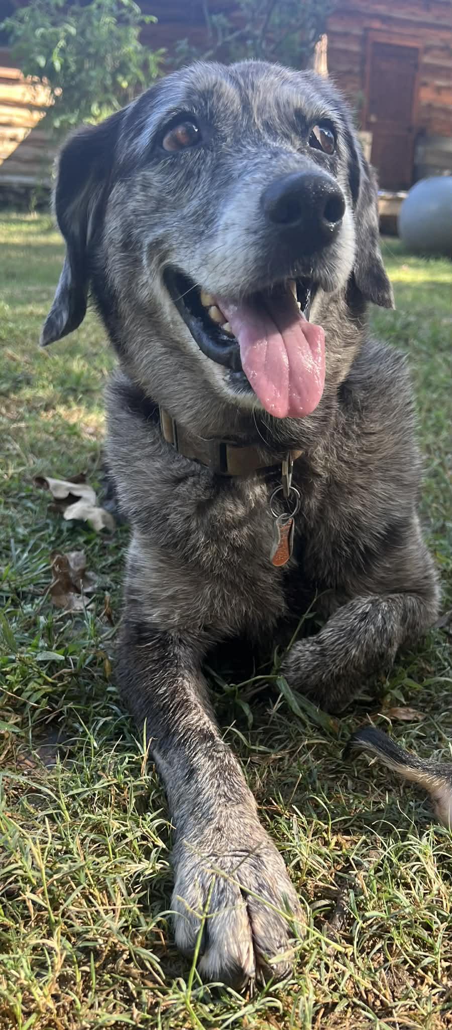 Izzy, a Adoptable mixed breed in East Hartford, CT image 5/5