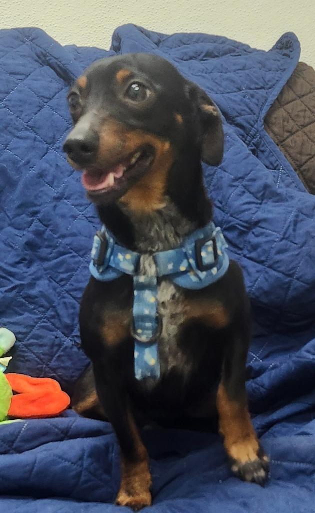 Rockey, Adoptable, Adult Male Dachshund.