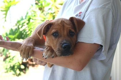 Enlarge Baron, a Adoptable mixed breed in Brunswick, GA image 1/1