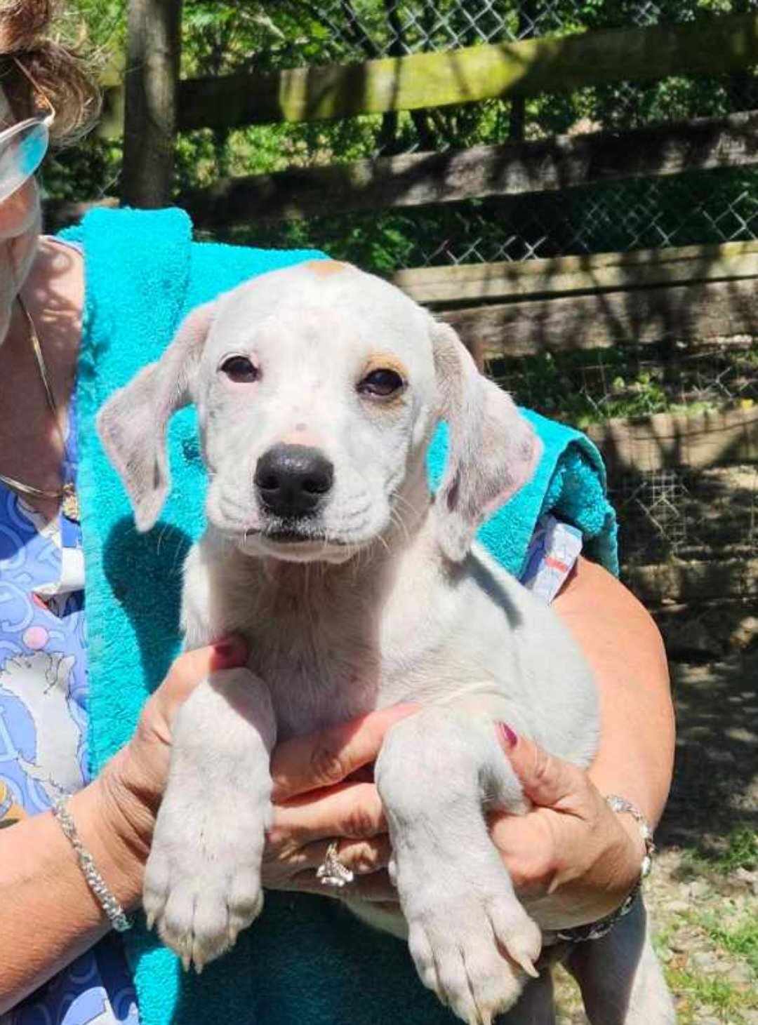 Prince Frederick, Adopted, Puppy Male Boxer & Beagle.