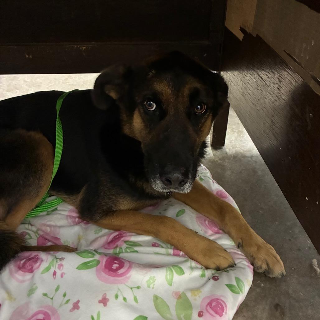 Jack, Adoptable, Young Male Shepherd & Mixed Breed.