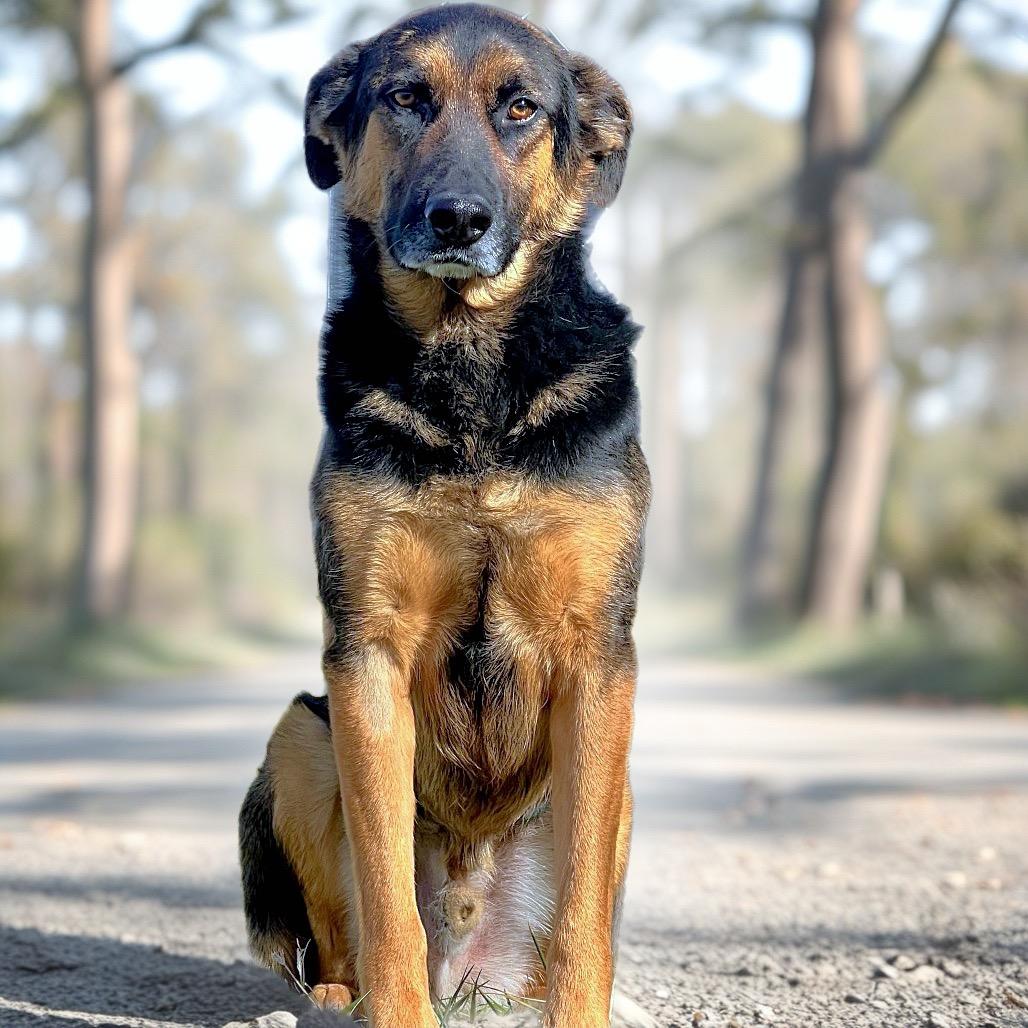 Enlarge Jack, a Adoptable mixed breed in Corbin, KY image 2/6