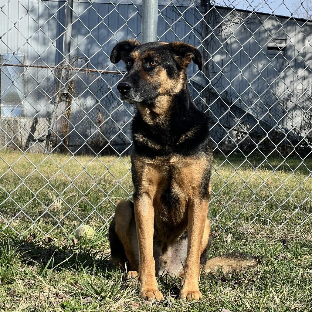 Enlarge Jack, a Adoptable mixed breed in Corbin, KY image 6/6