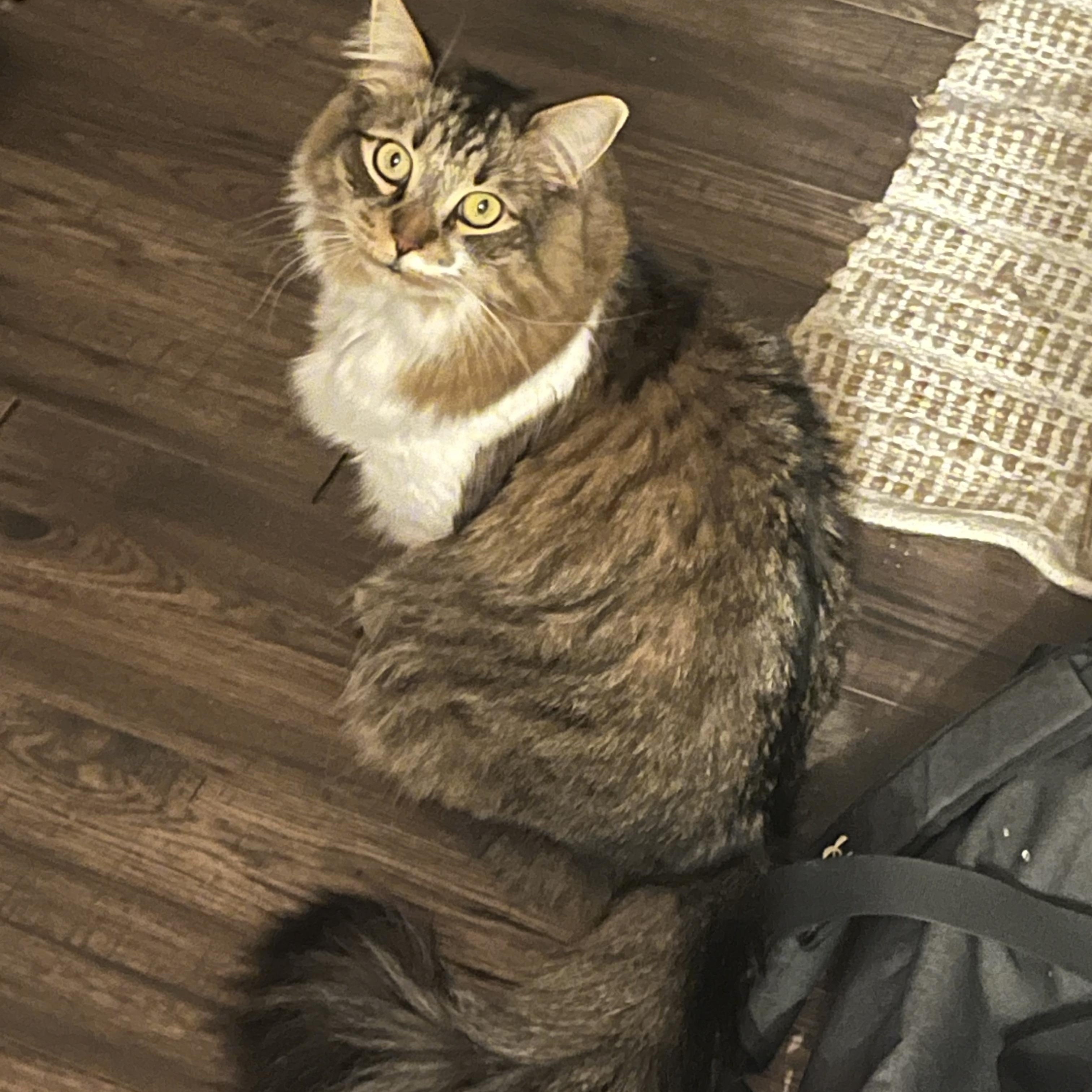 Virgie, ADOPTABLE, Adult Male Domestic Medium Hair.