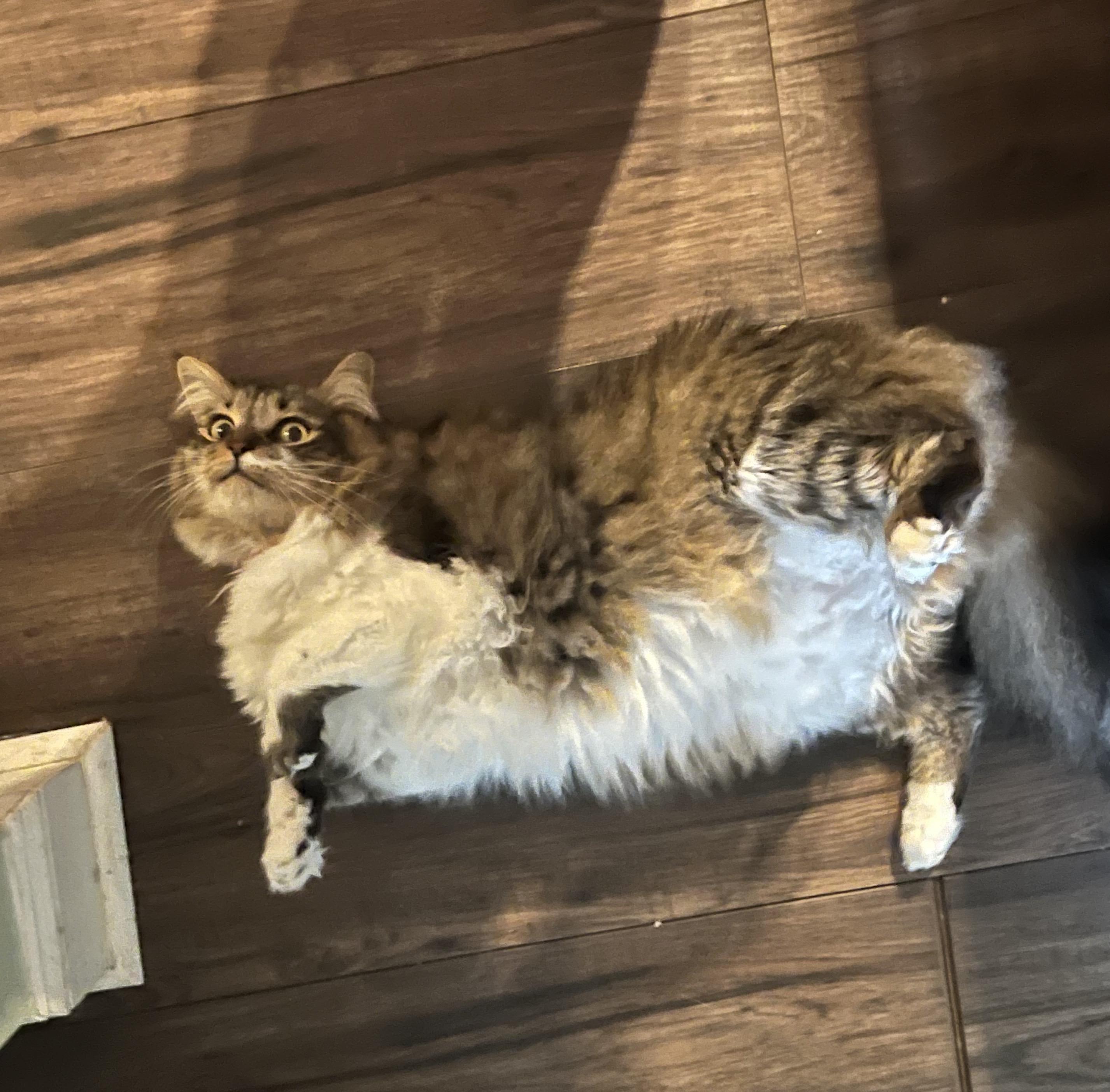 Enlarge Virgie, a ADOPTABLE Domestic Medium Hair in Montgomery, AL image 4/6