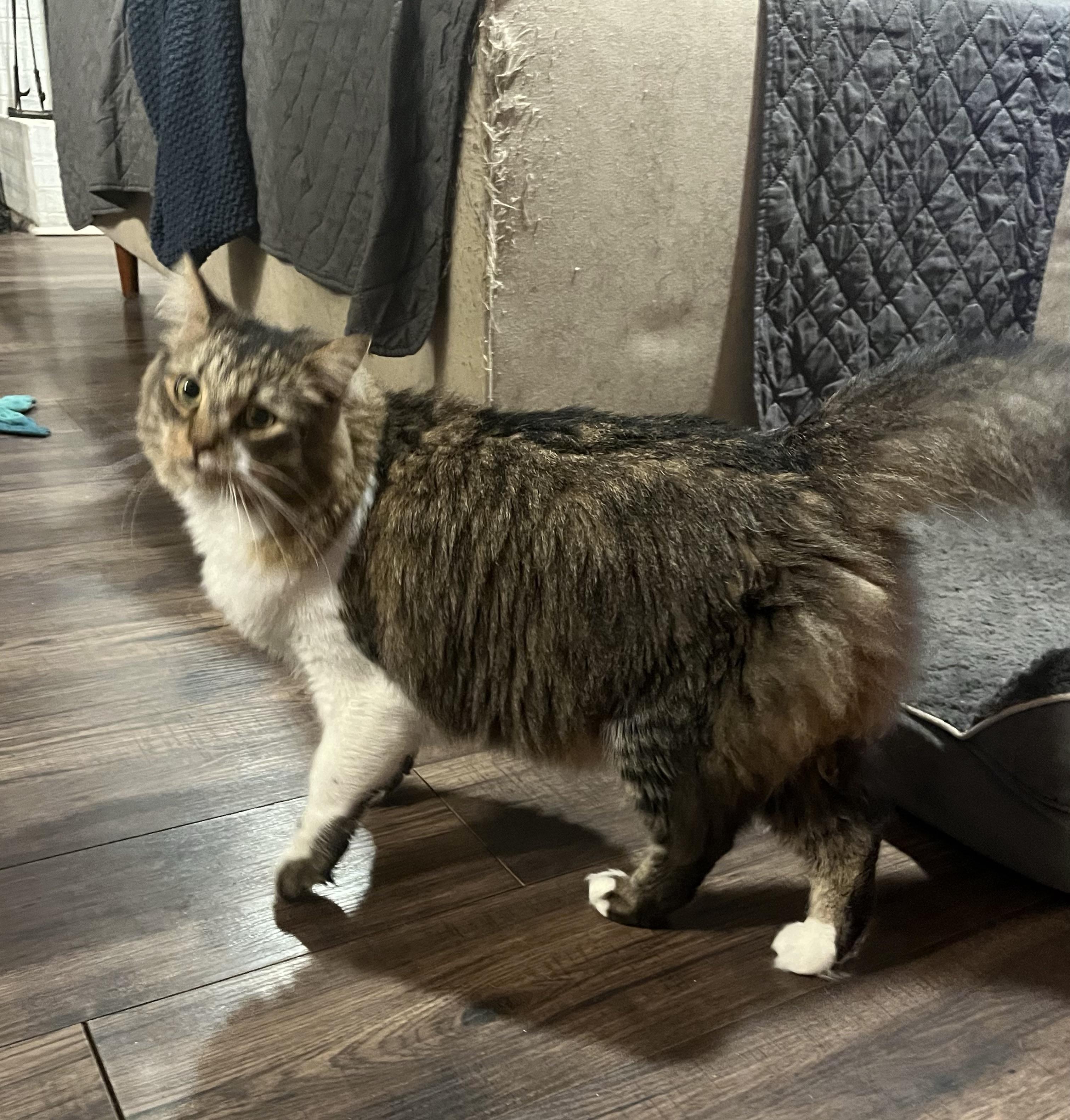 Enlarge Virgie, a ADOPTABLE Domestic Medium Hair in Montgomery, AL image 6/6