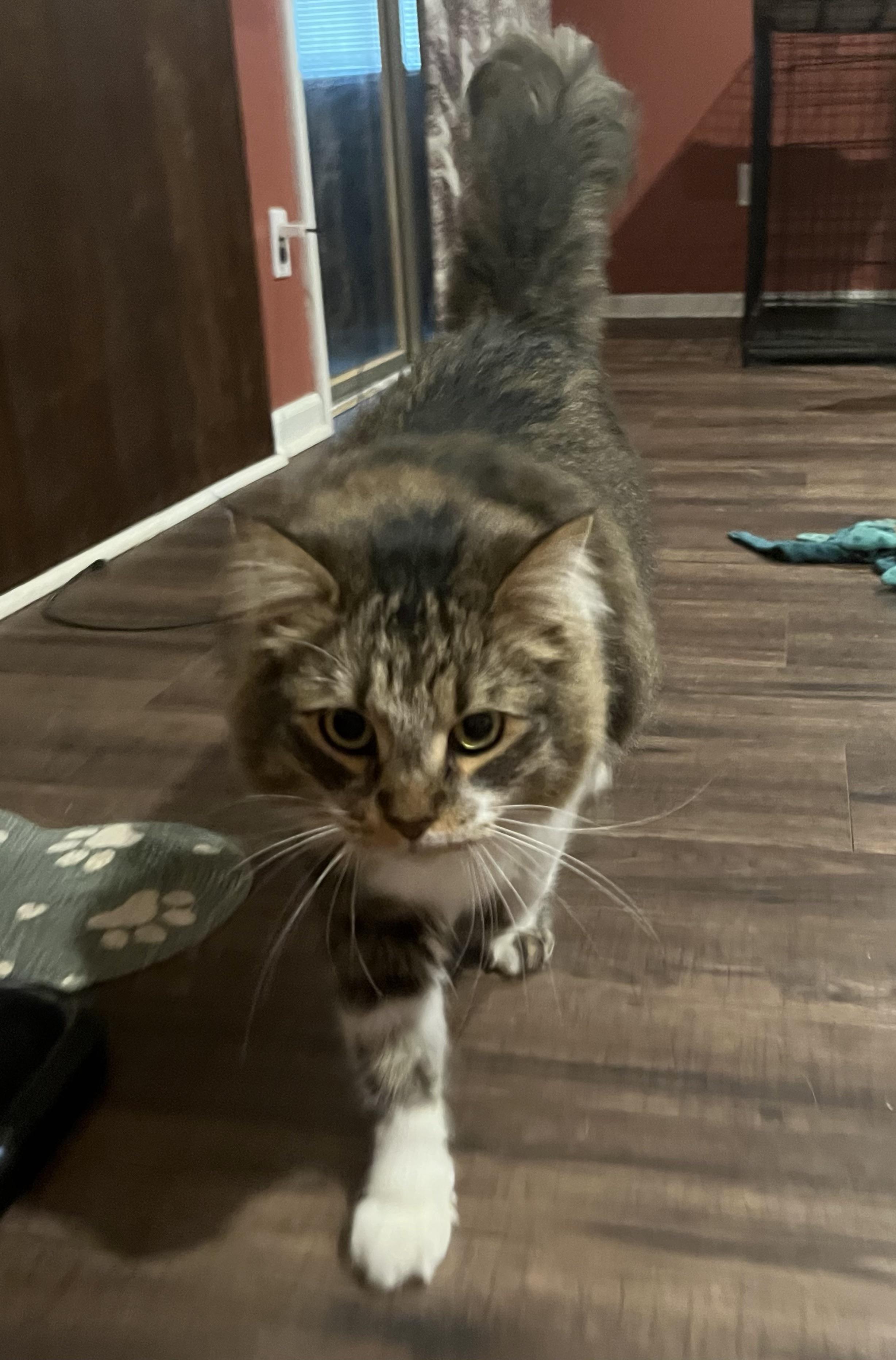 Enlarge Virgie, a ADOPTABLE Domestic Medium Hair in Montgomery, AL image 5/6