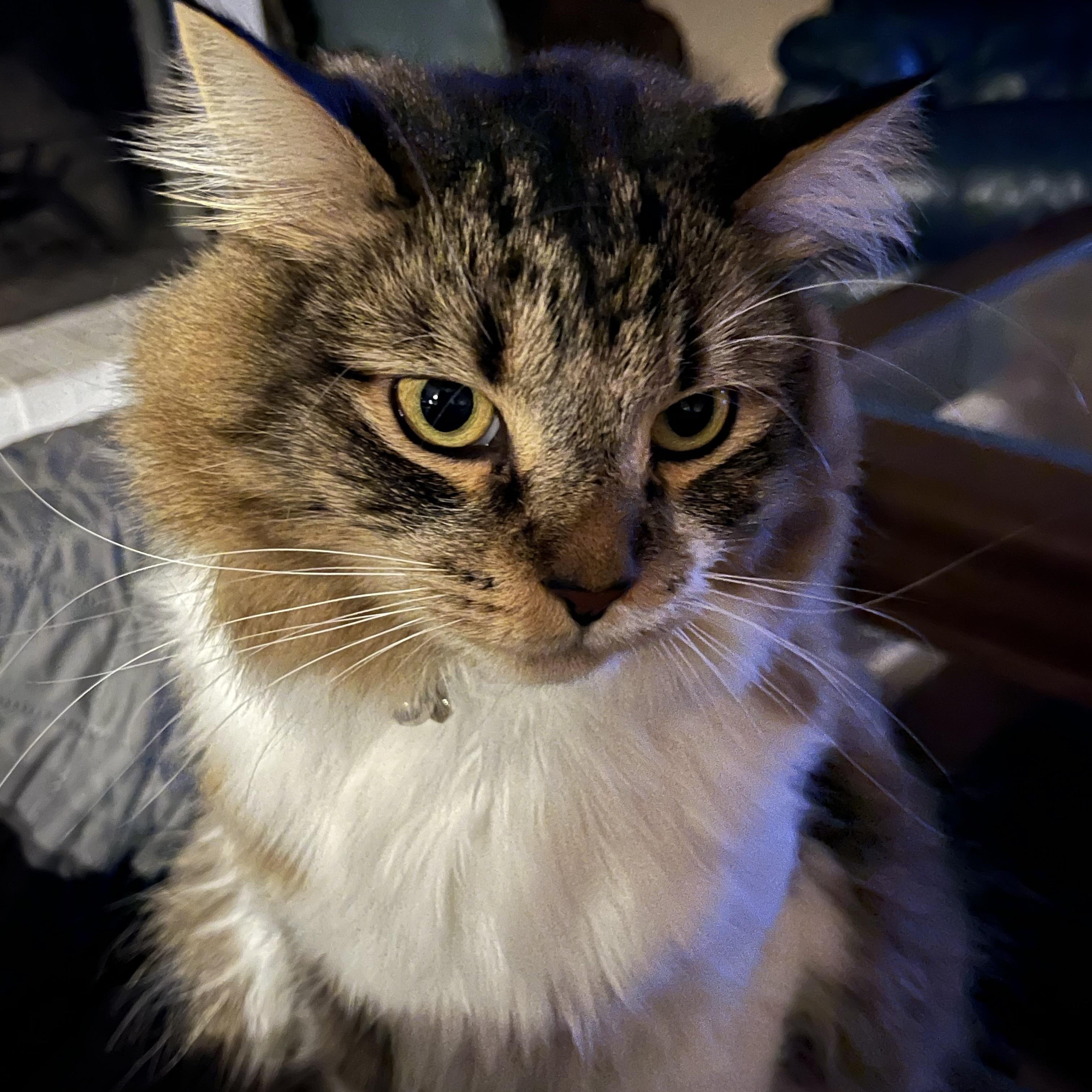 Enlarge Virgie, a ADOPTABLE Domestic Medium Hair in Montgomery, AL image 3/6