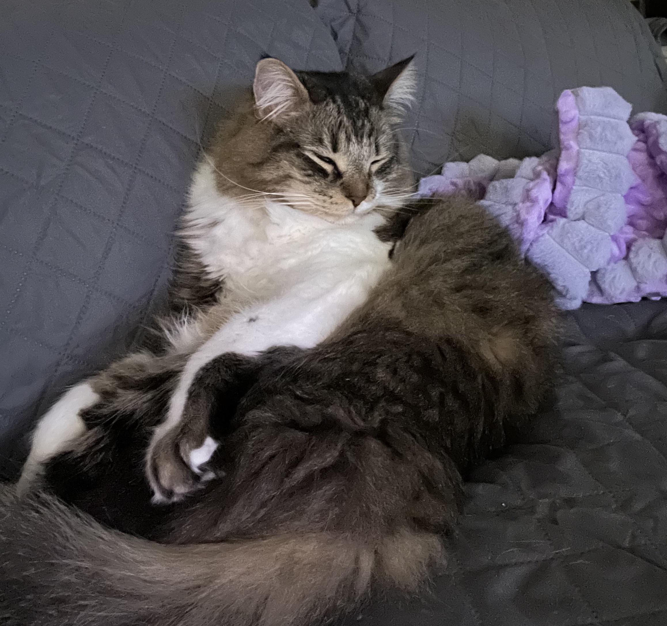 Enlarge Virgie, a ADOPTABLE Domestic Medium Hair in Montgomery, AL image 2/6