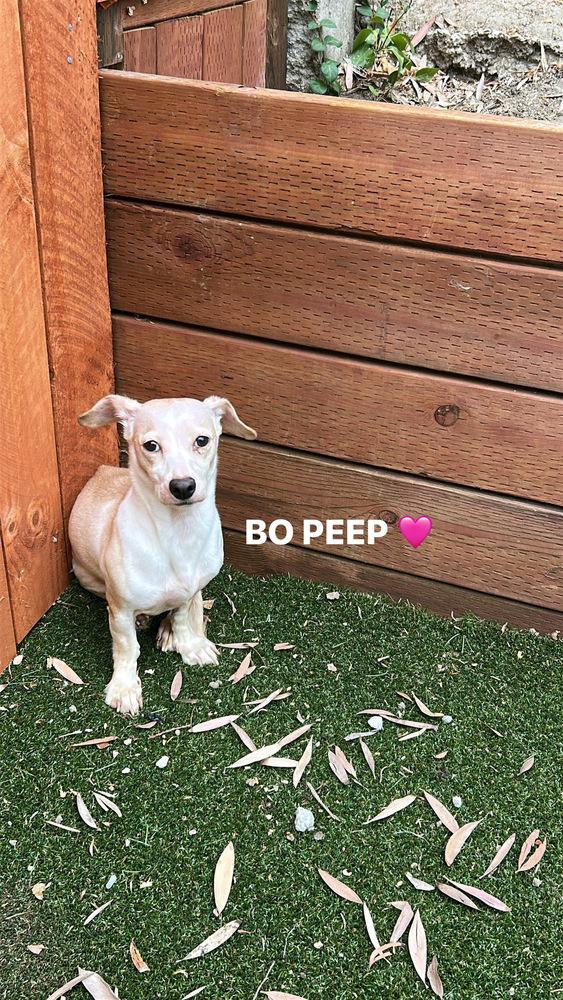 Enlarge Bo peep, a Adoptable mixed breed in ventura, CA image 1/2