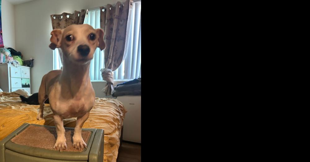 Enlarge Bo peep, a Adoptable mixed breed in ventura, CA image 2/2