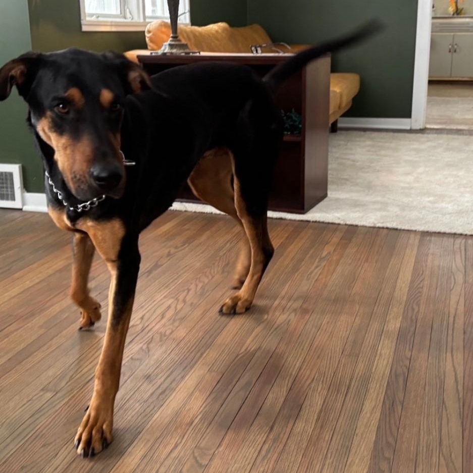 Enlarge Wooky, an adopted Doberman Pinscher in Newark, DE image 5/5