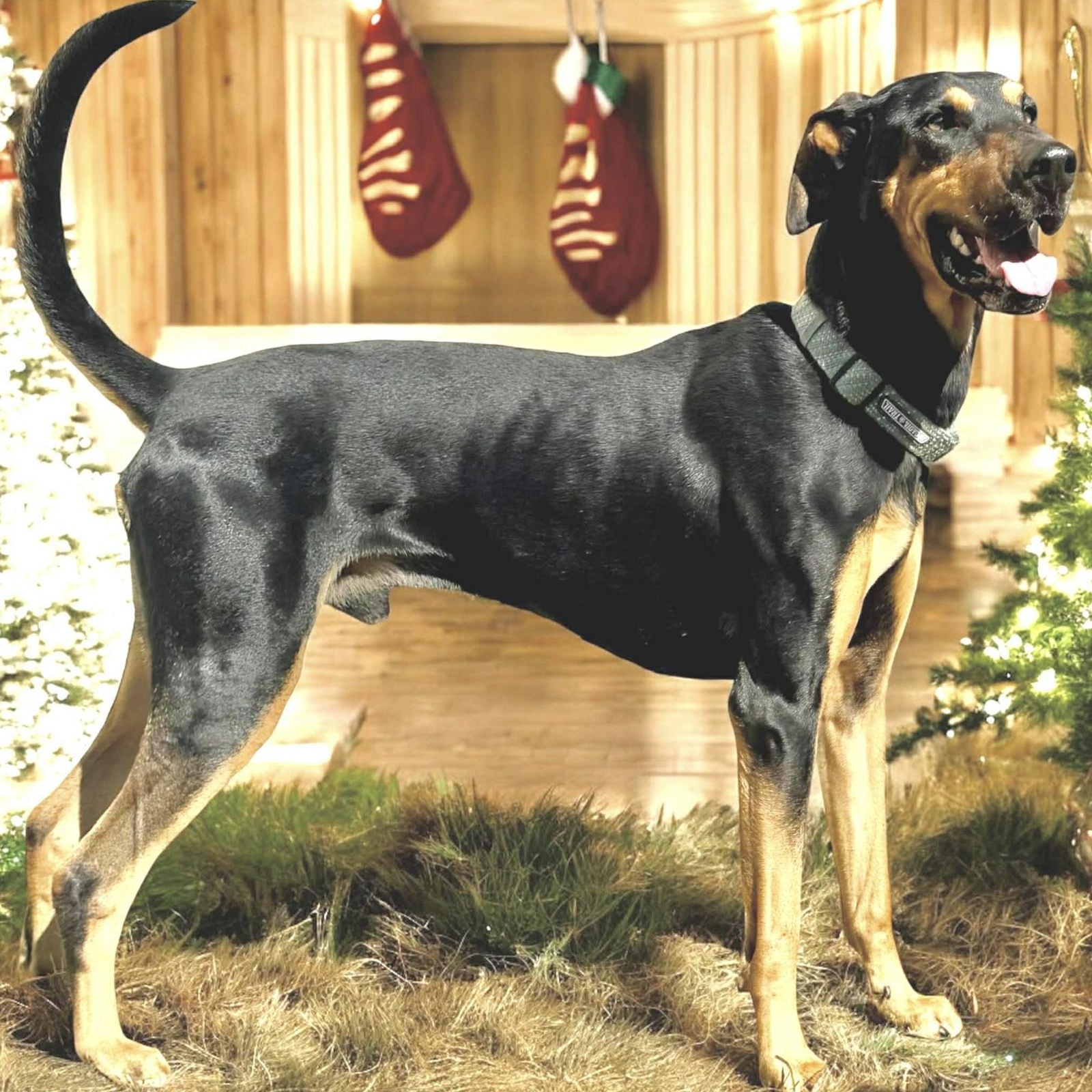 Enlarge Wooky, an adopted Doberman Pinscher in Newark, DE image 1/5