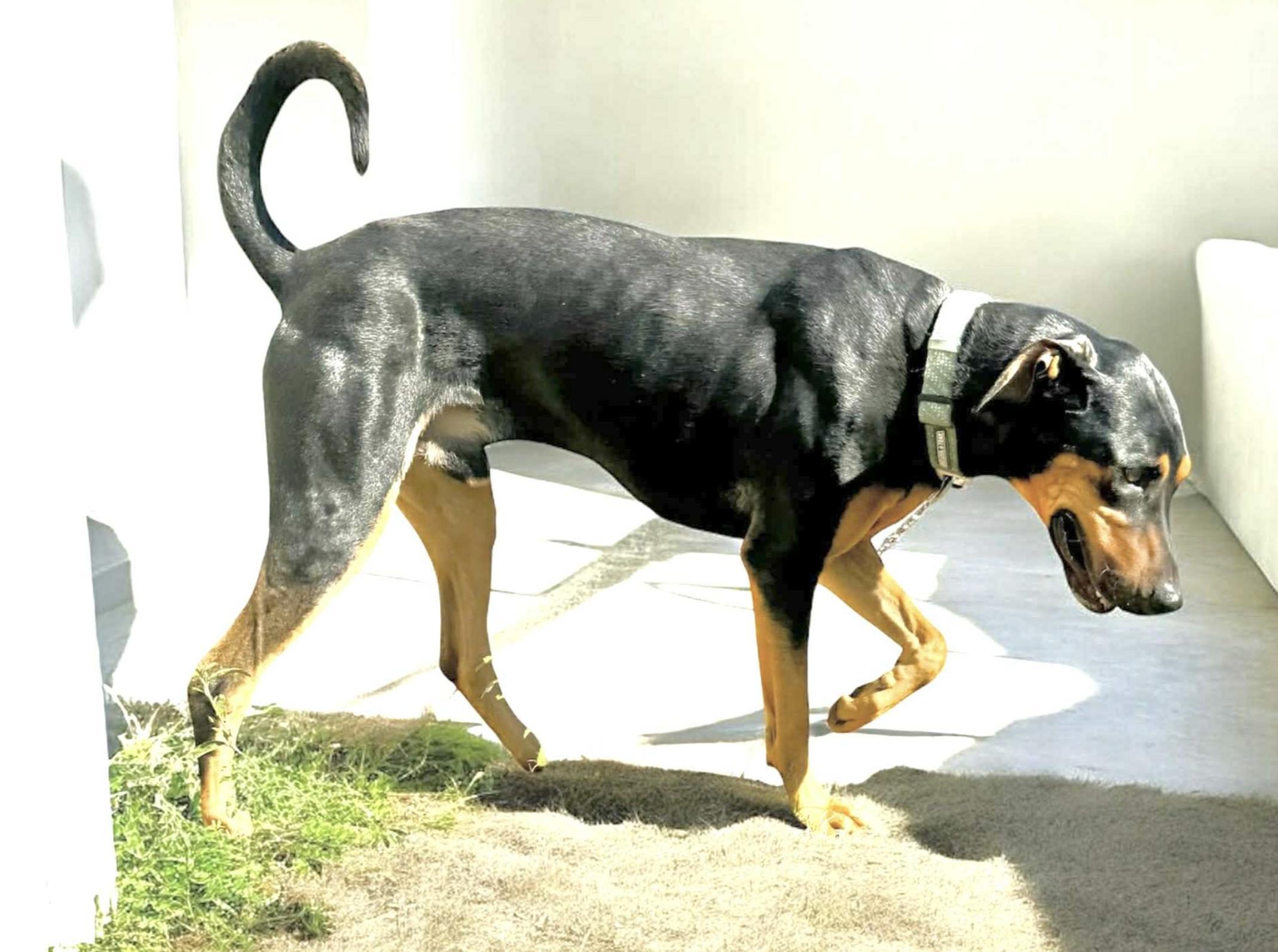 Enlarge Wooky, an adopted Doberman Pinscher in Newark, DE image 2/5