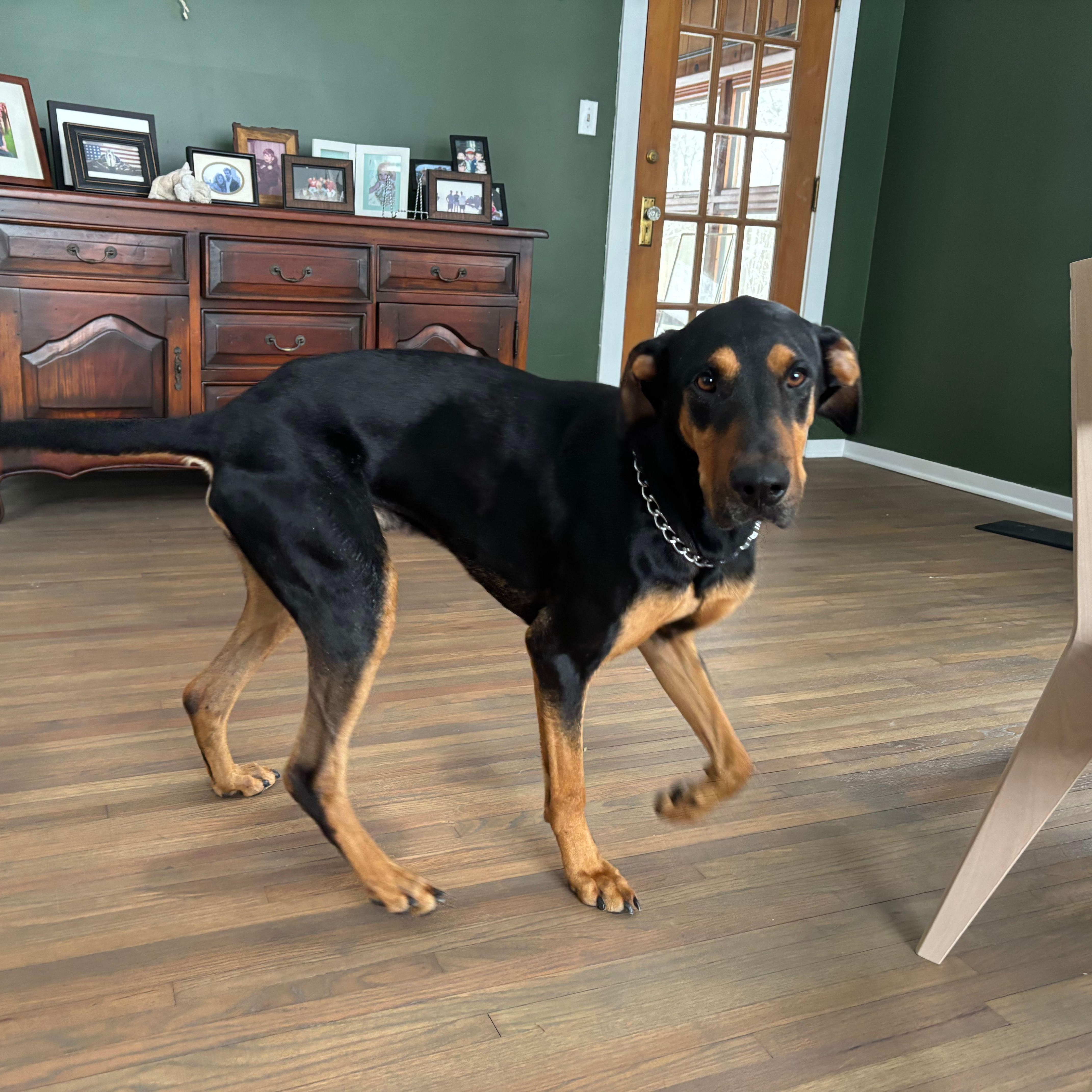 Enlarge Wooky, an adopted Doberman Pinscher in Newark, DE image 4/5