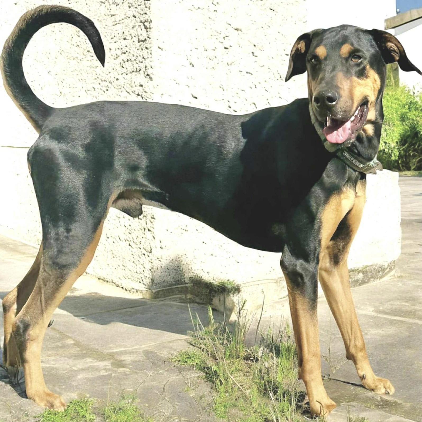 Enlarge Wooky, an adopted Doberman Pinscher in Newark, DE image 3/5