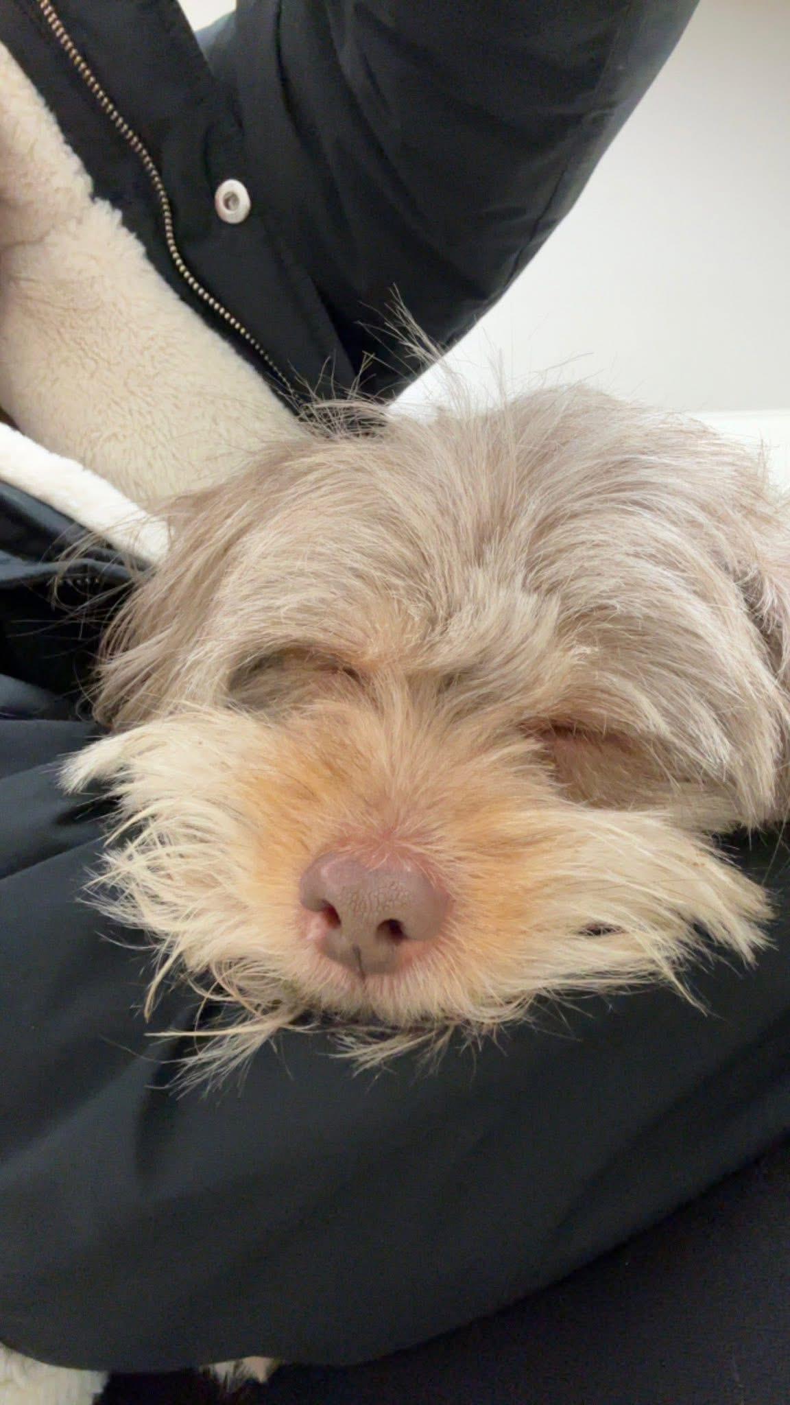 Enlarge Buddy, a ADOPTABLE mixed breed in Bloomfield Hills, MI image 1/4