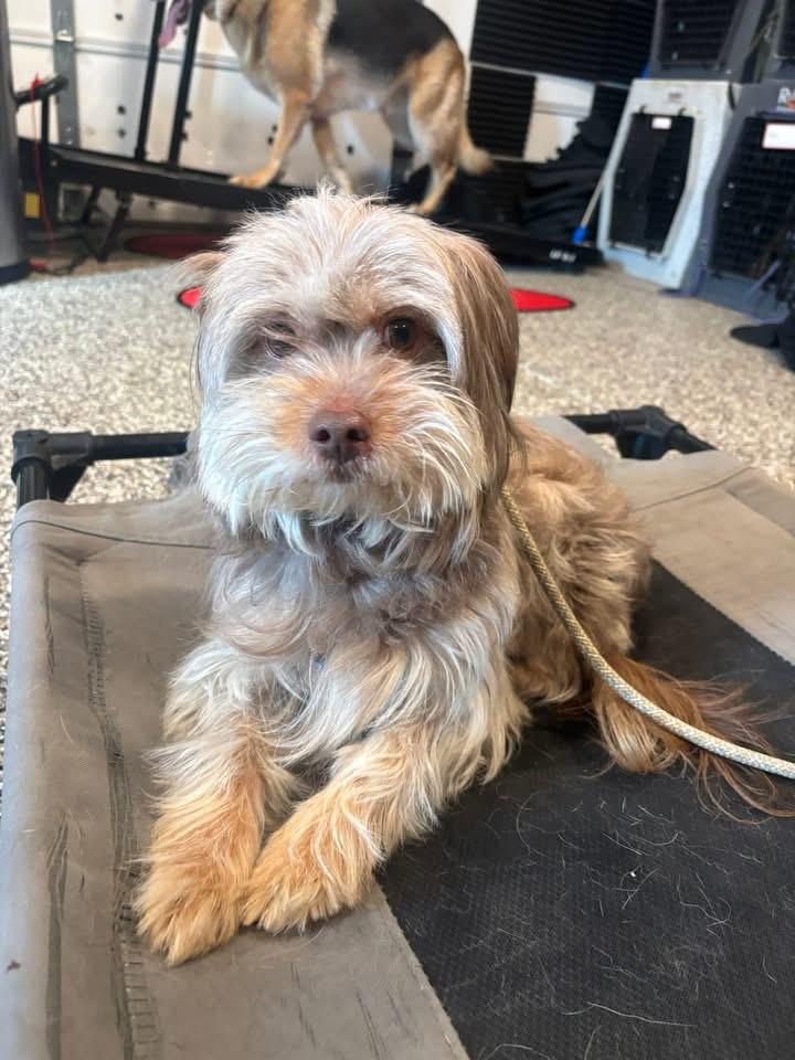 Enlarge Buddy, a ADOPTABLE mixed breed in Bloomfield Hills, MI image 2/4