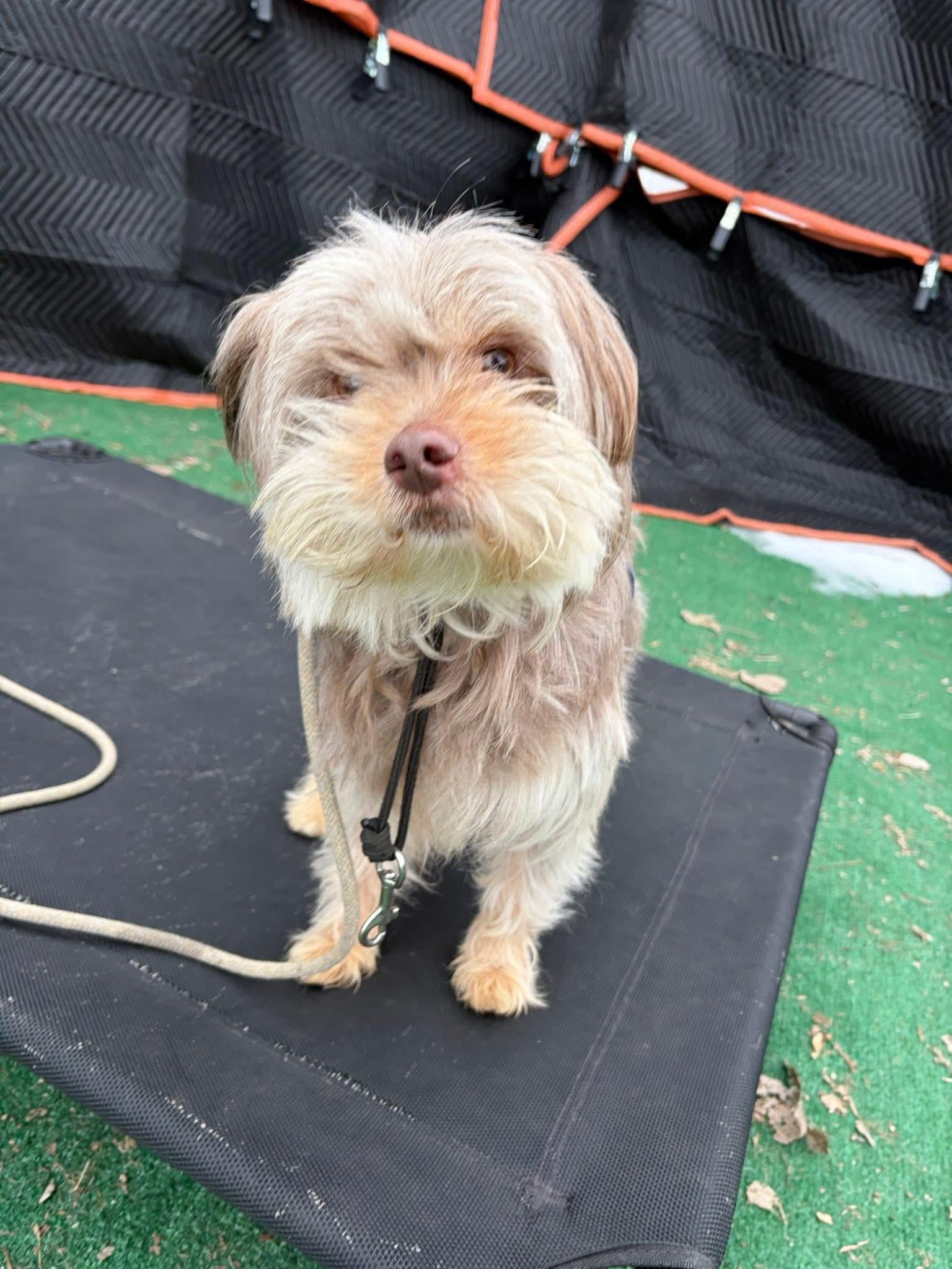 Enlarge Buddy, a ADOPTABLE mixed breed in Bloomfield Hills, MI image 3/4